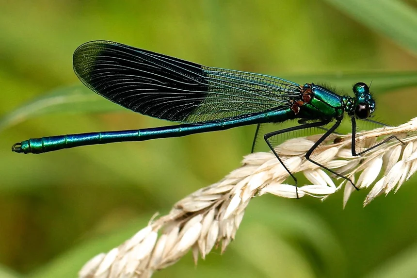 Insect