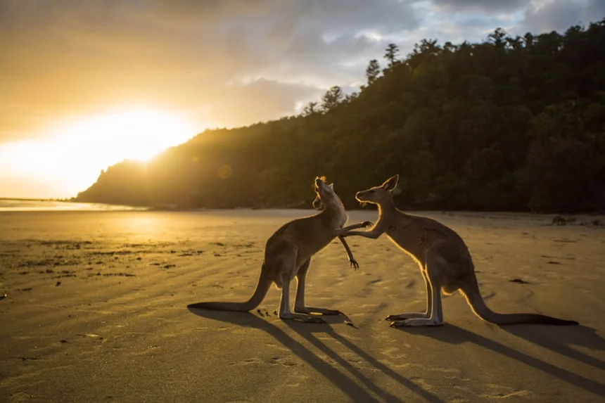 Kangaroo
