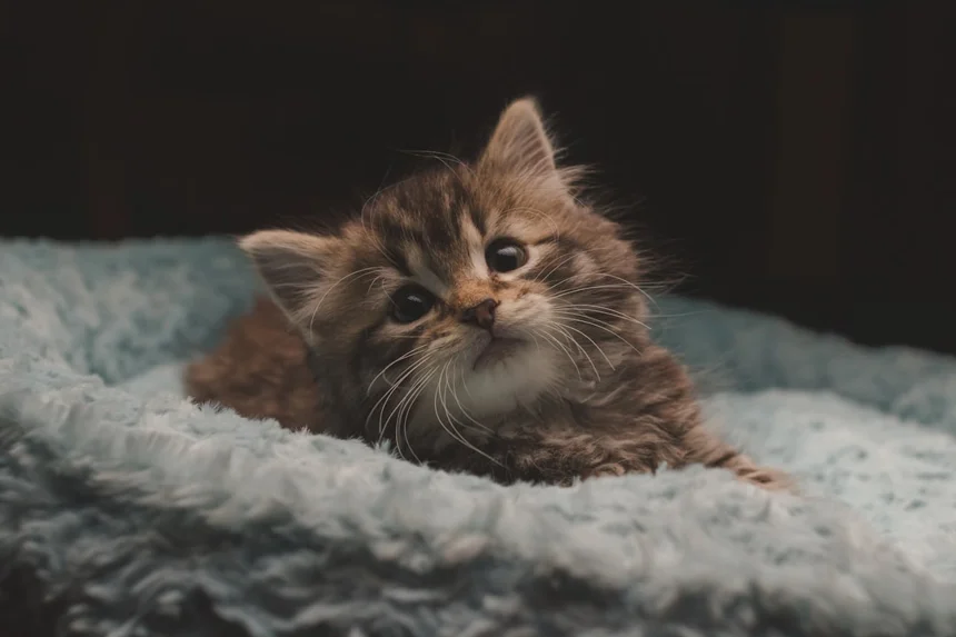 Kitten