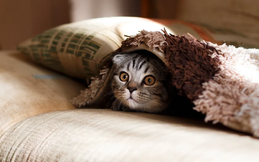 Kitten