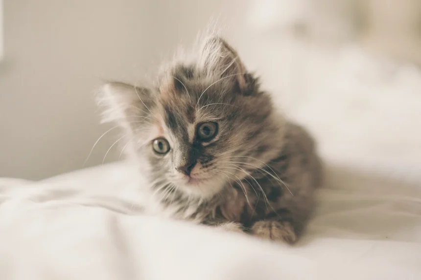Kitten