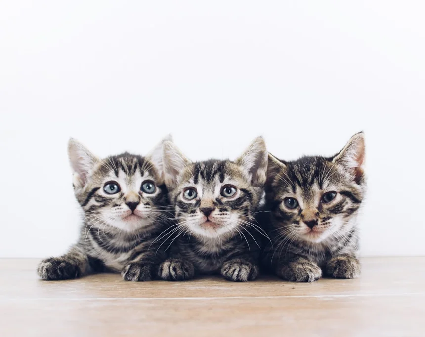 Kitten