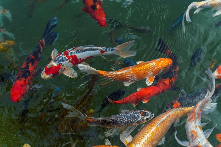 Koi