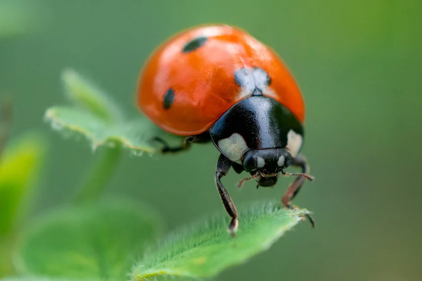 Ladybug
