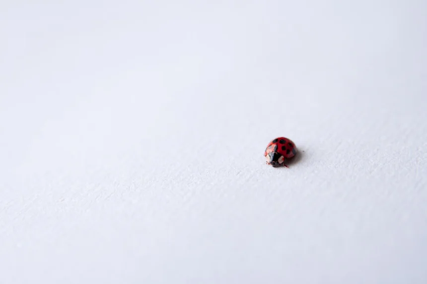 Ladybug