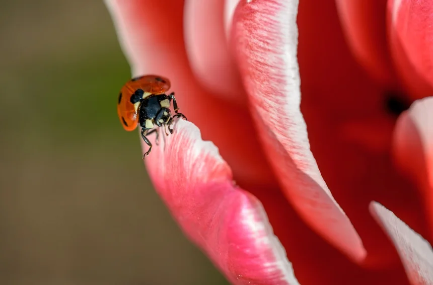 Ladybug