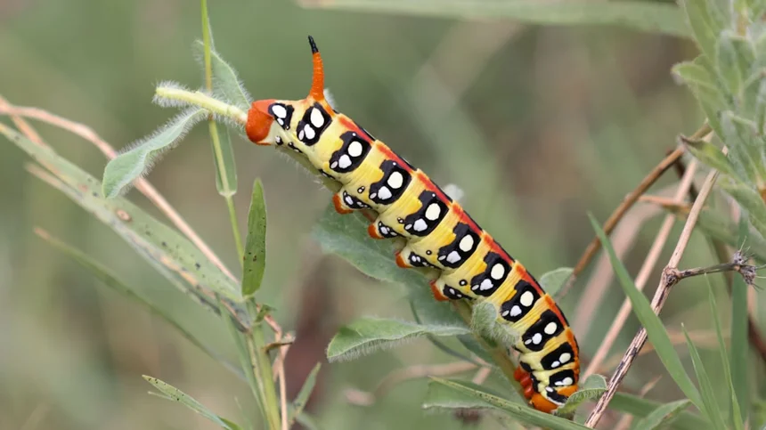 Larva