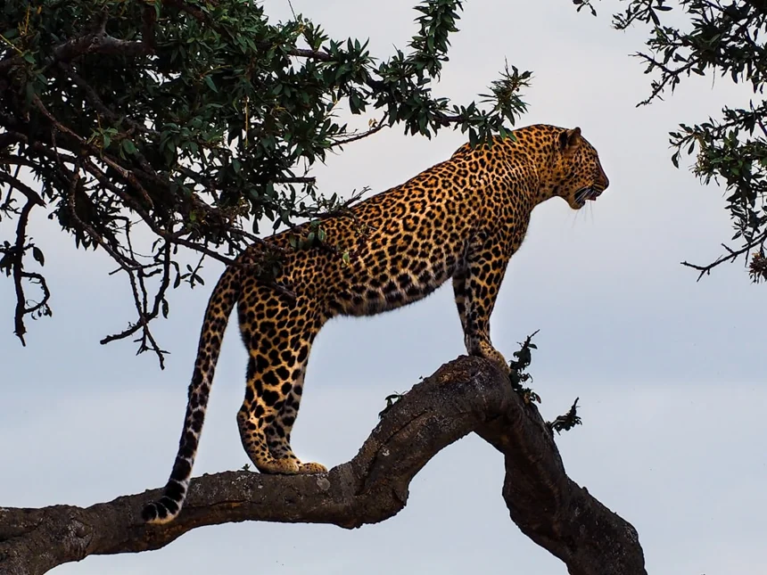 Leopard