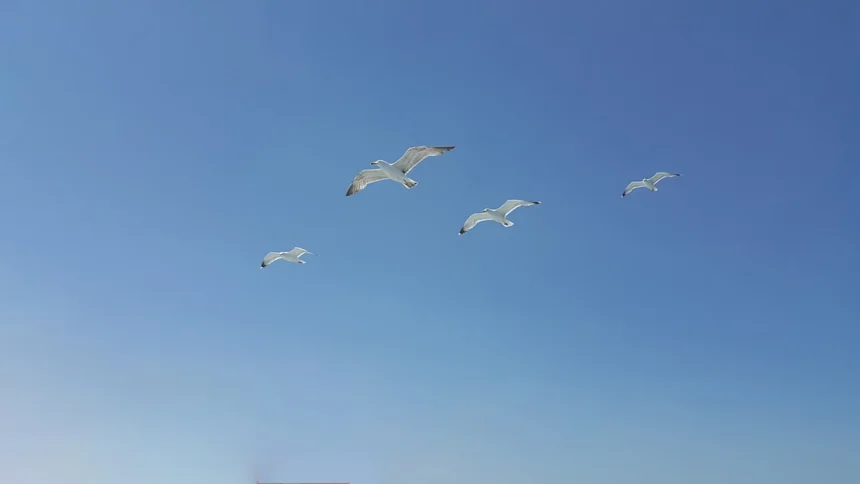 Liberation