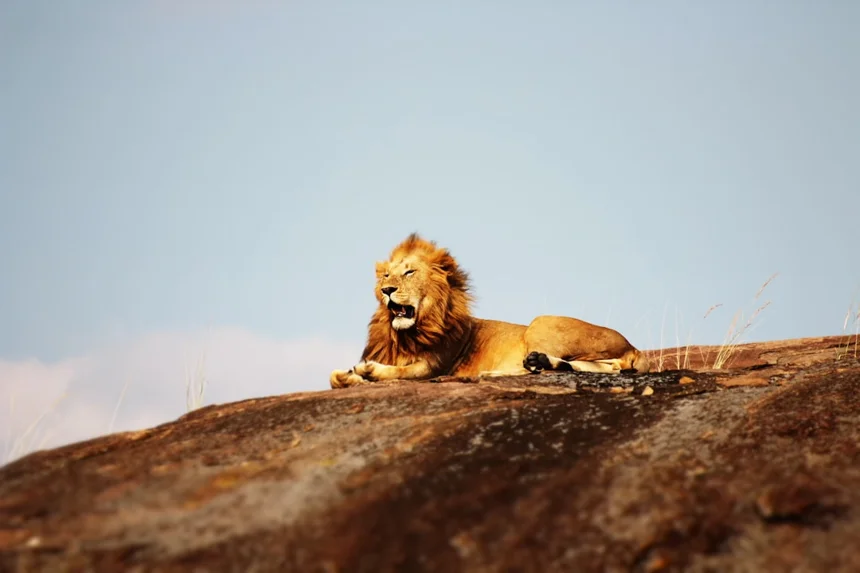 Lion