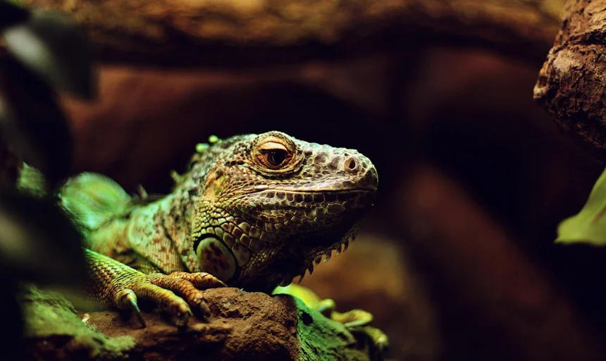 Lizard