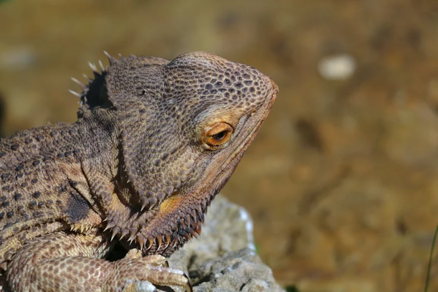 Lizard