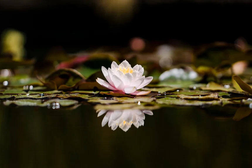 Lotus