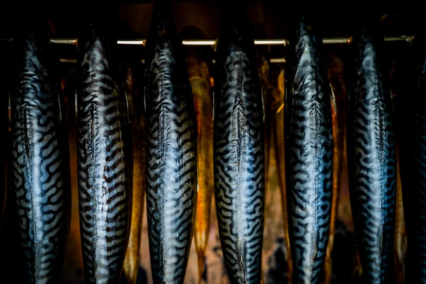 Mackerel