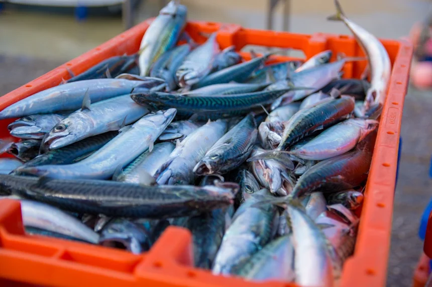 Mackerel