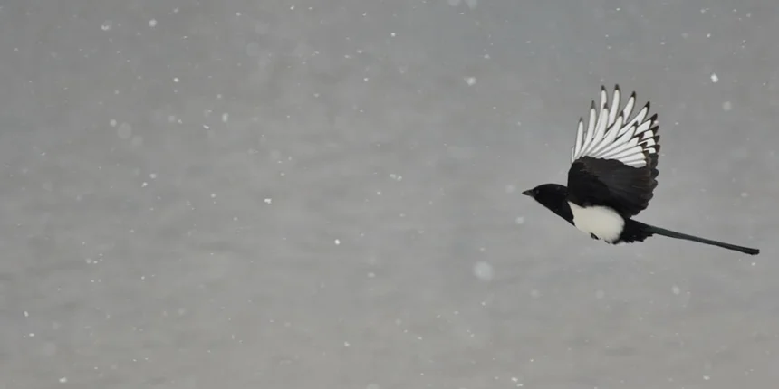 Magpie