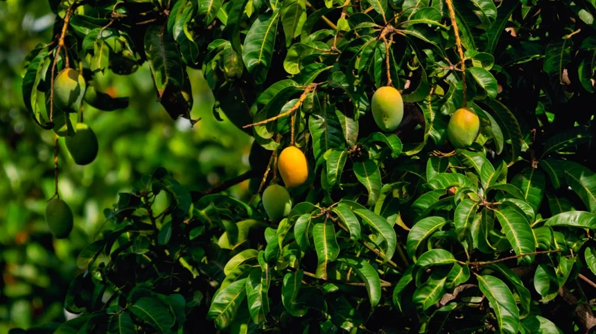 Mango