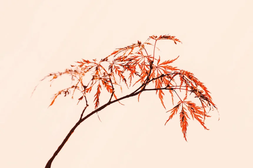 Maple