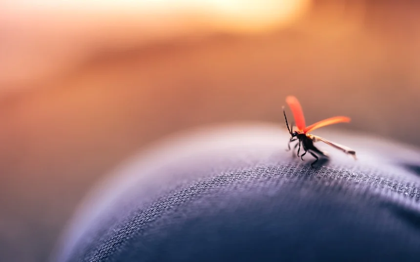 Mosquito