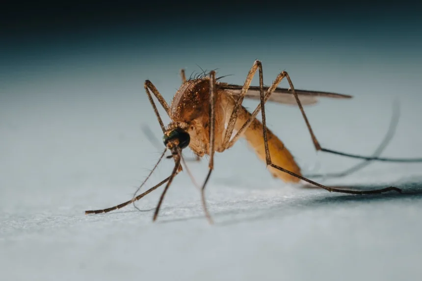 Mosquito