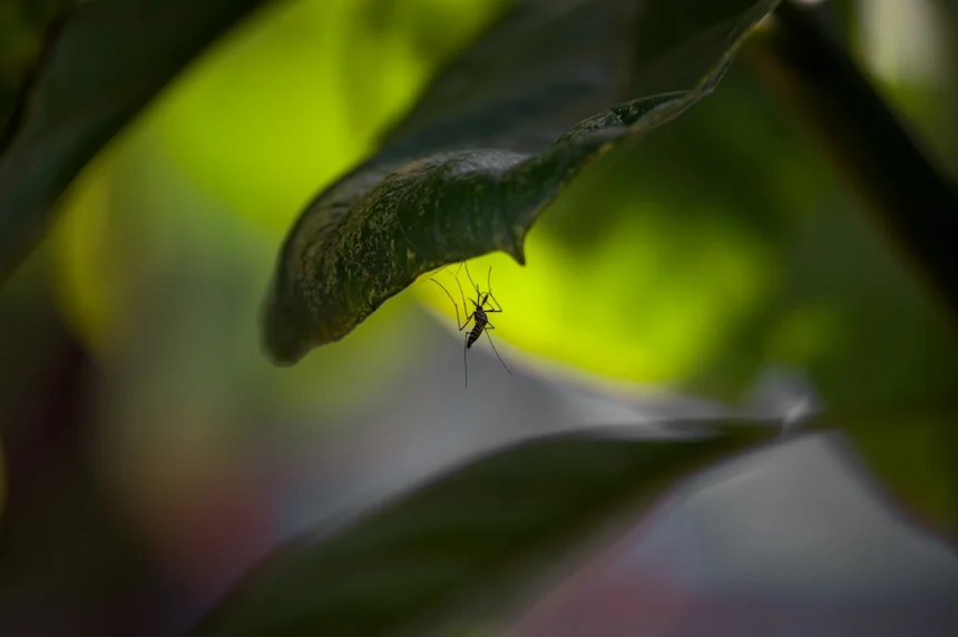 Mosquitoes