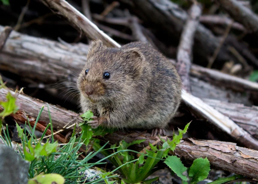 Mouse