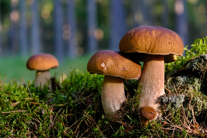 Mushroom