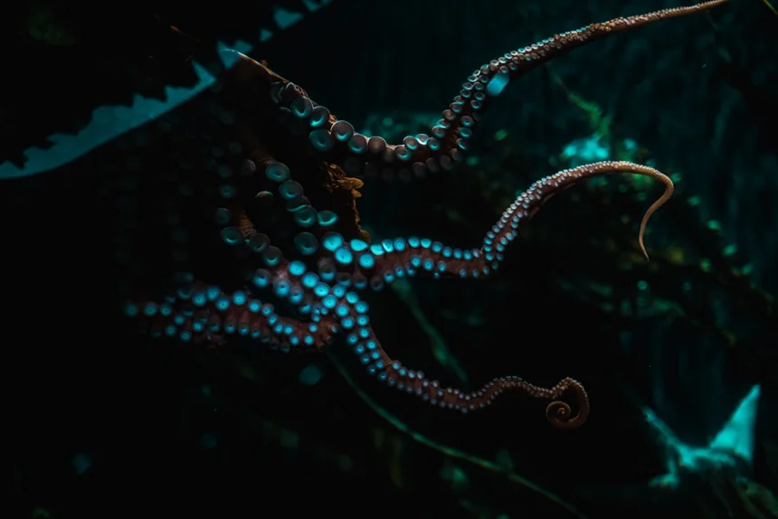 Octopus