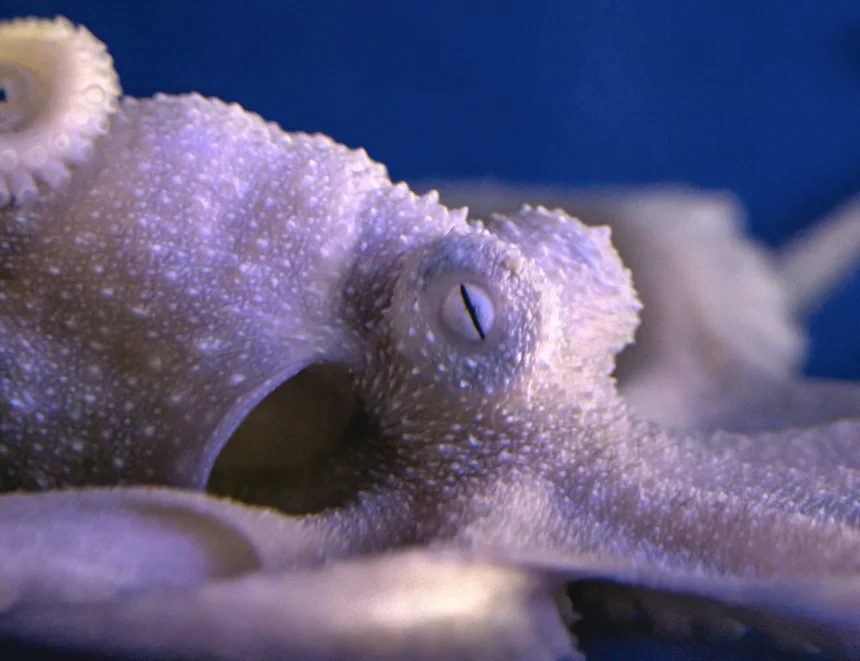 Octopus
