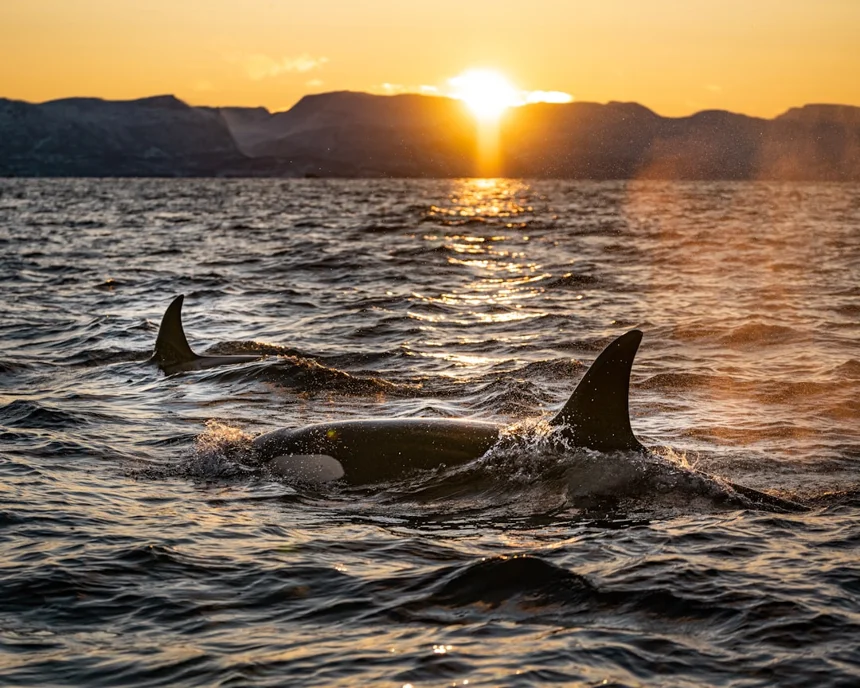 Orca