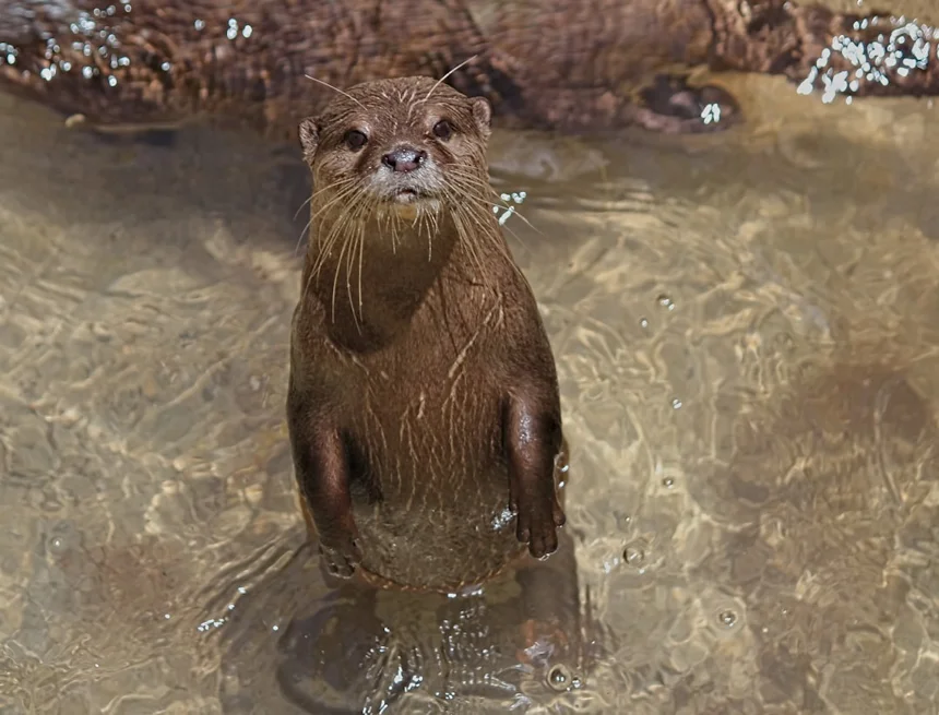 Otter