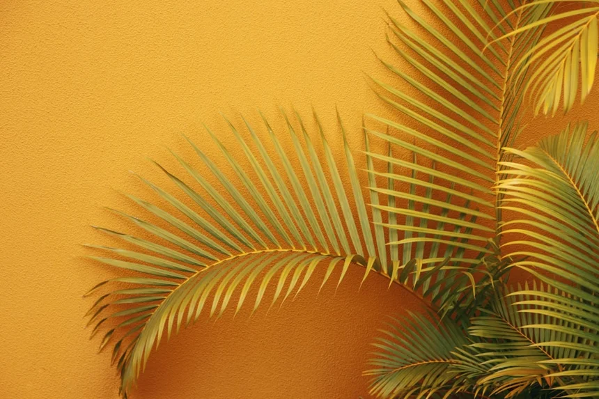 Palm