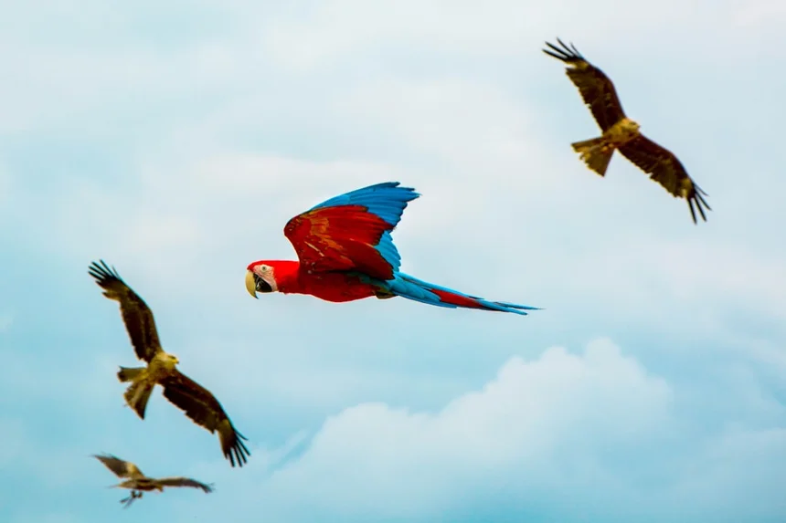 Parrot