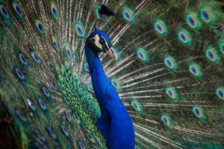 Peacock
