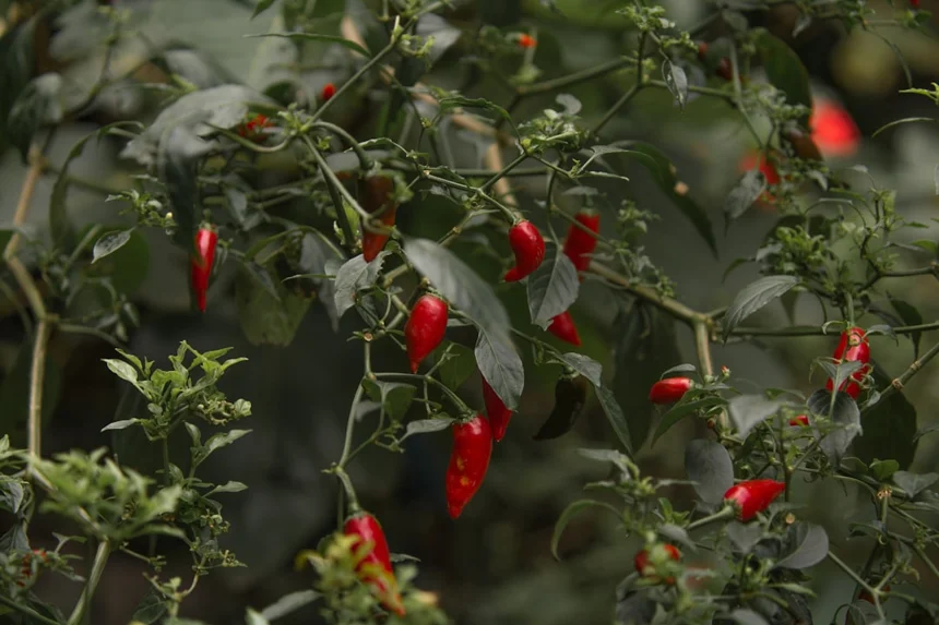 Pepper