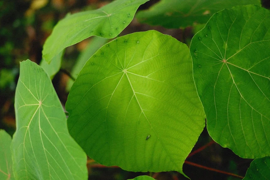 Perilla leaf
