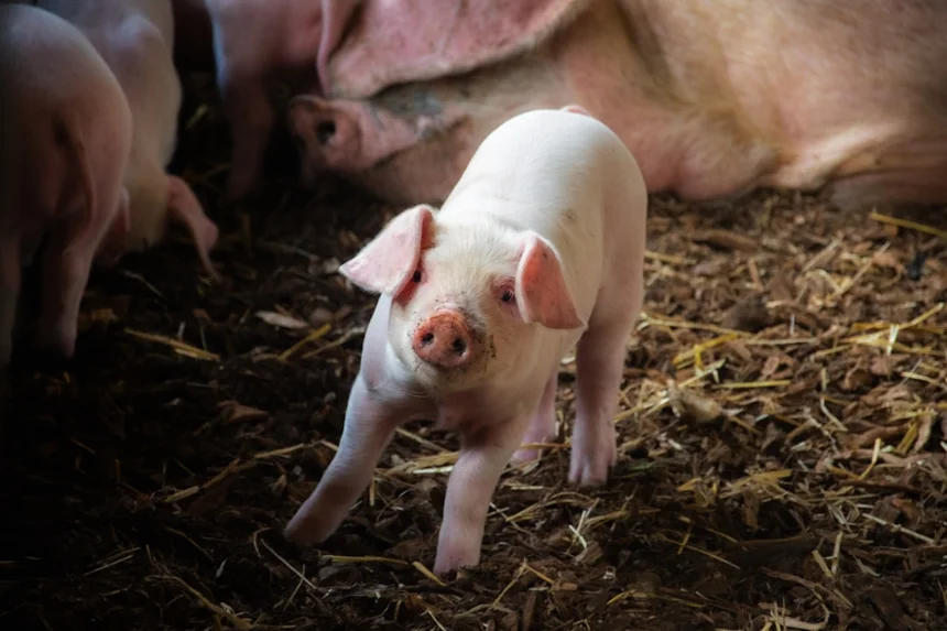 Pig
