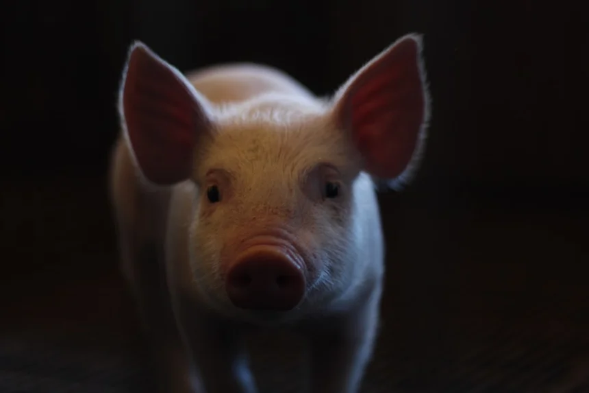 Pig