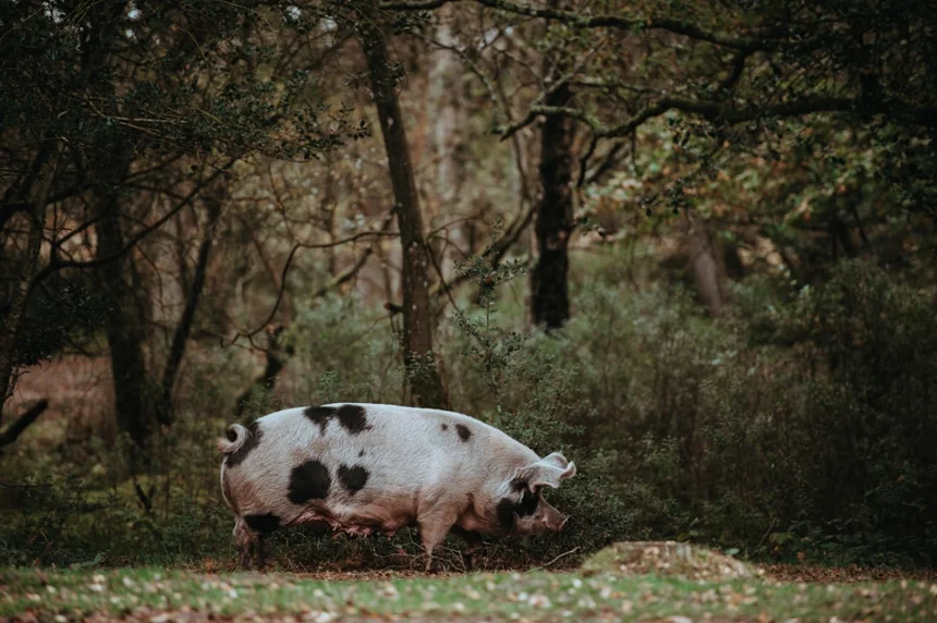 Pig