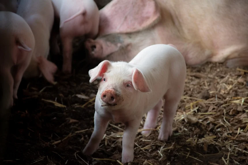 Piglet