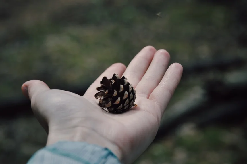Pinecone
