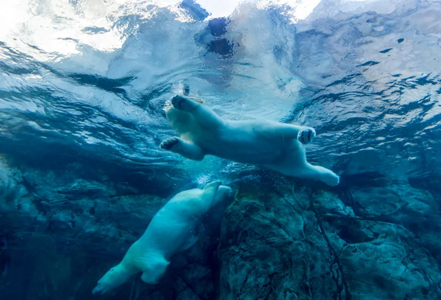Polar bear