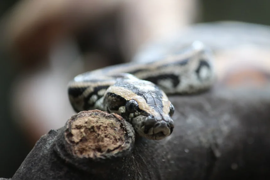 Python