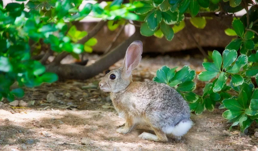 Rabbit