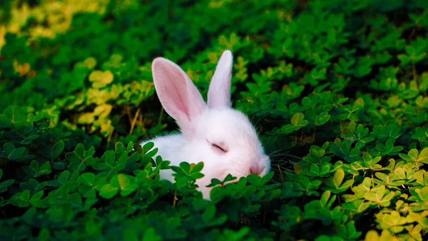Rabbit