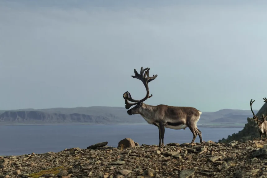Reindeer
