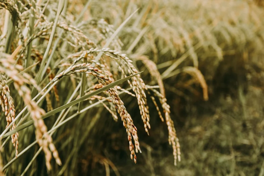 Rice