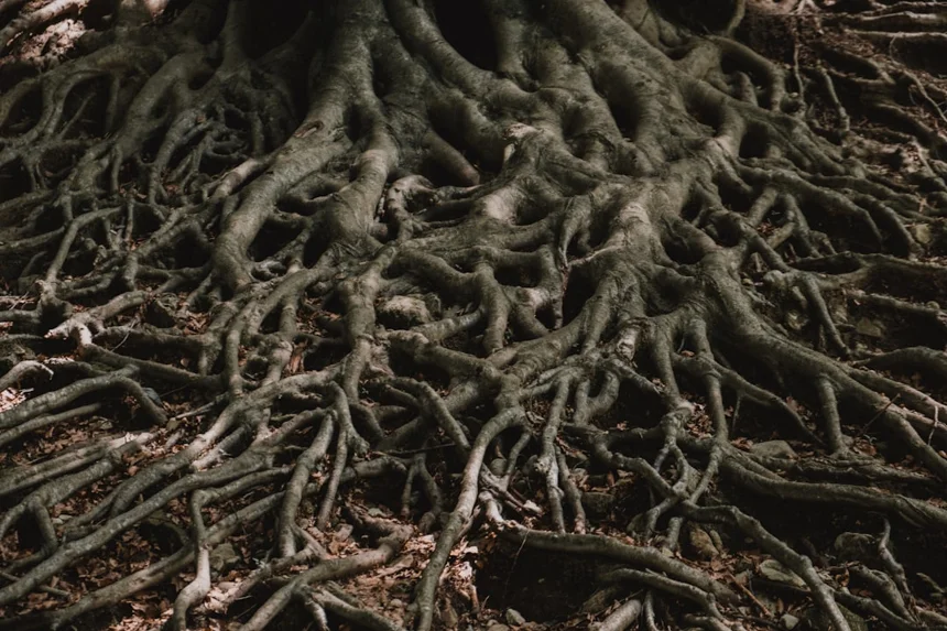 Roots