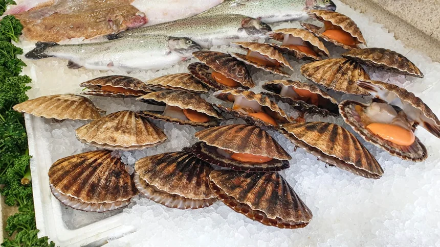 Scallop
