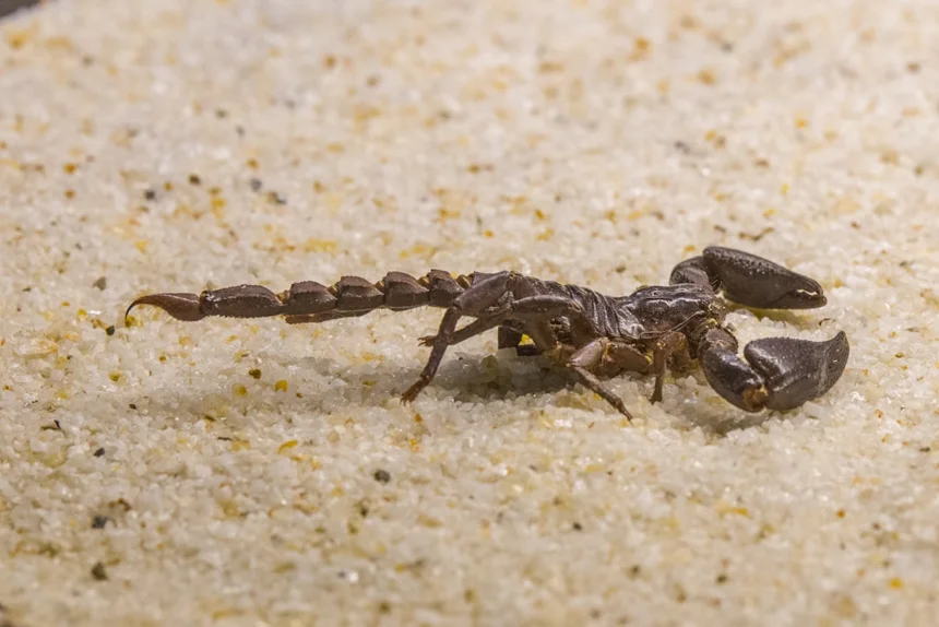 Scorpion